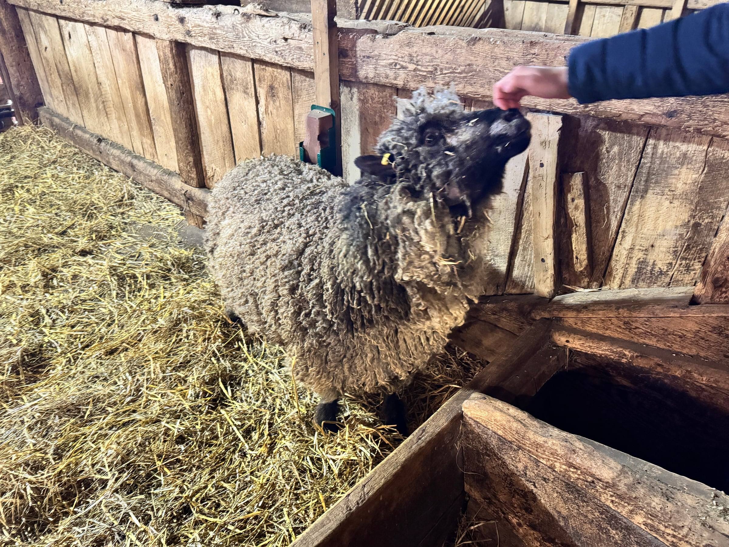 A curly-fleeced sheep leaning over a wooden pen toward an outstretched hand at Riverdale Farm.